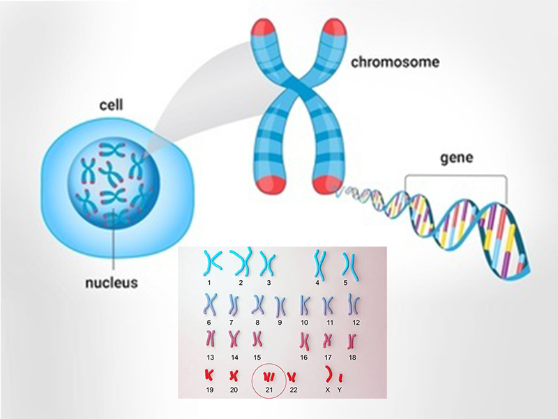 karyotyping test in sarjapur road bangalore